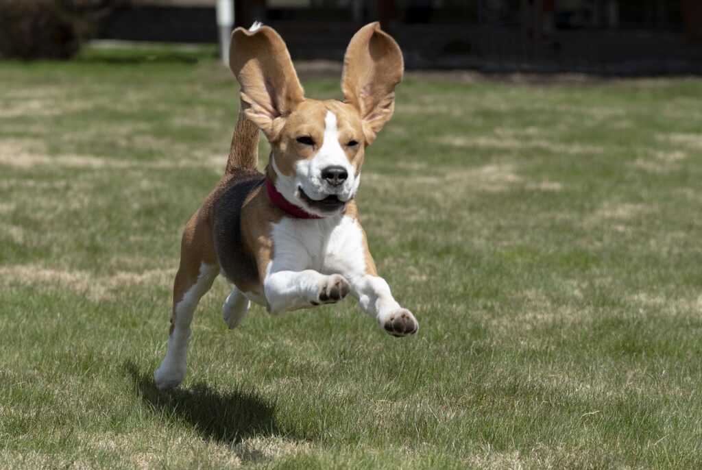 flying beagle